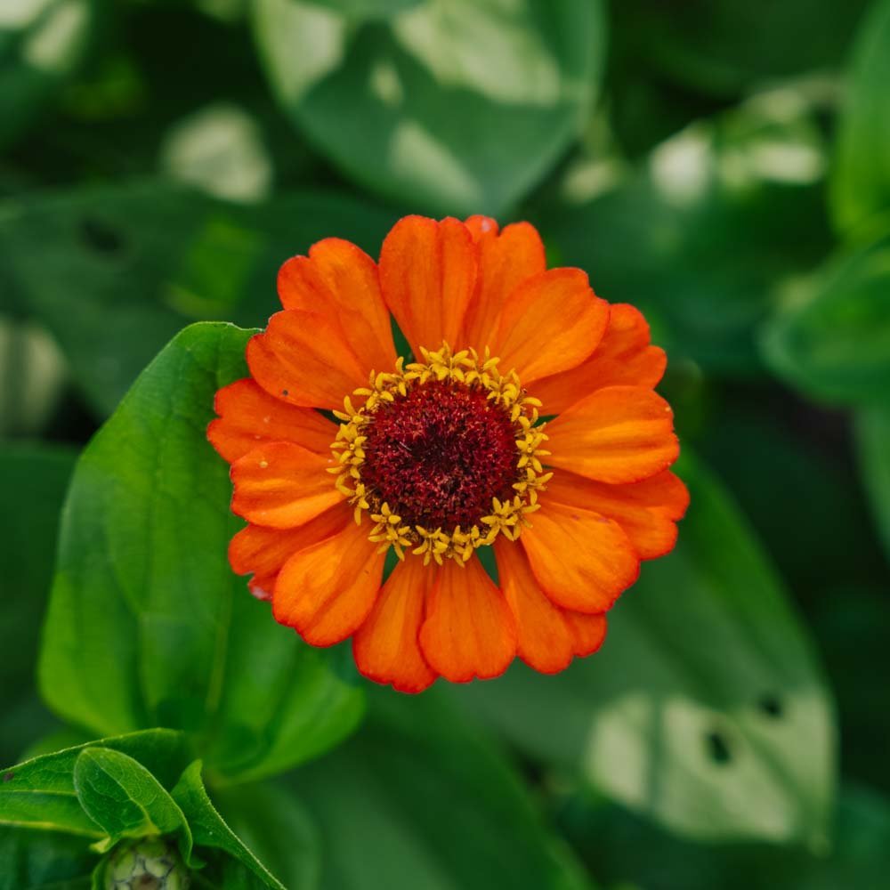 Nasiona cynii wytwornej 'Summer in Orange' - 50 nasion ekologicznych