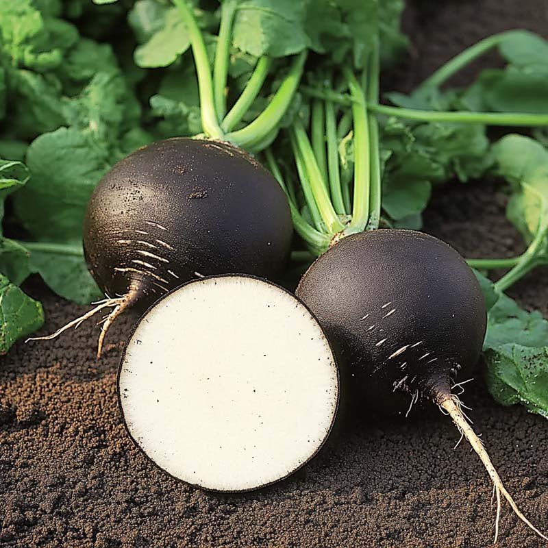 Nasiona czarnej rzodkwi 'Black Spanish Round' - 50 nasion ekologicznych