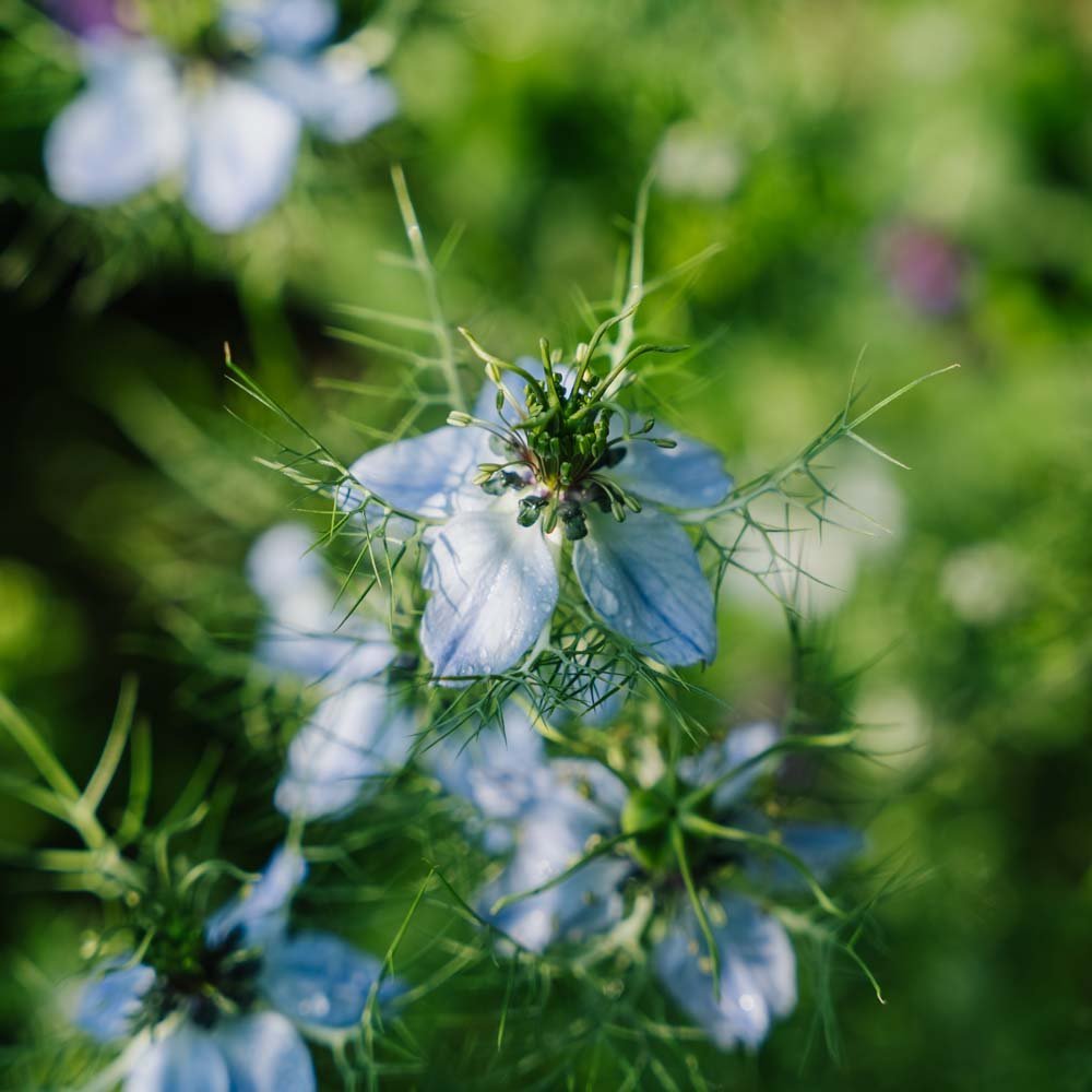 Nasiona czarnuszki damasceńskiej - 100 nasion ekologicznych