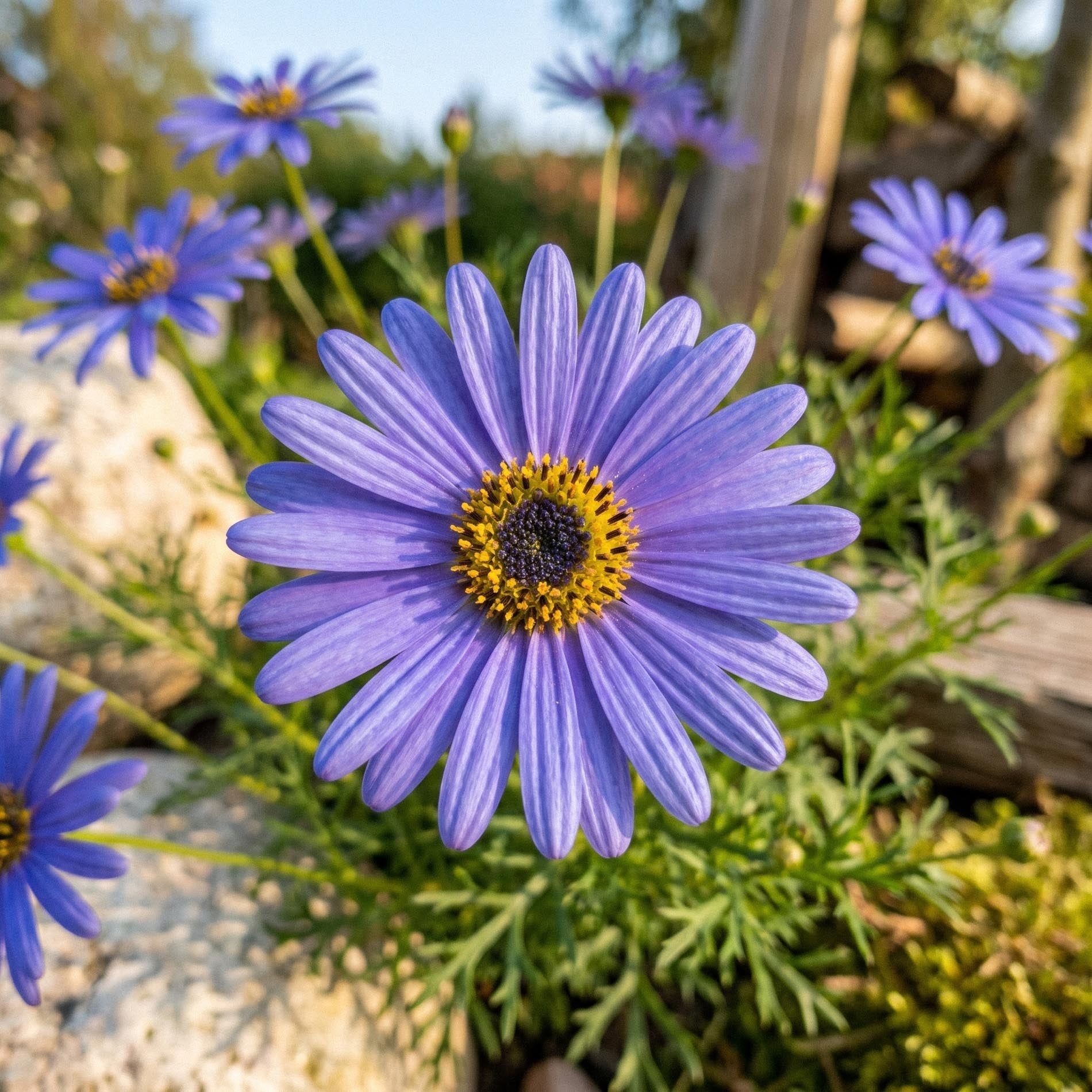 Nasiona czubatki ubiorkolistne 'Swan River Daisy' - 150 ekologicznych nasion