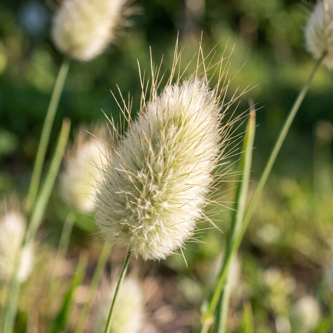 Nasiona dmuszka jajowatego 'Hare's-tail grass' - 150 ekologicznych nasion
