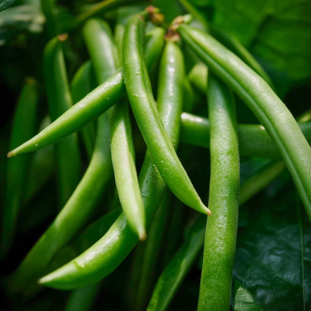 Nasiona fasoli karłowej 'Domino' - 15 ekologicznych nasion