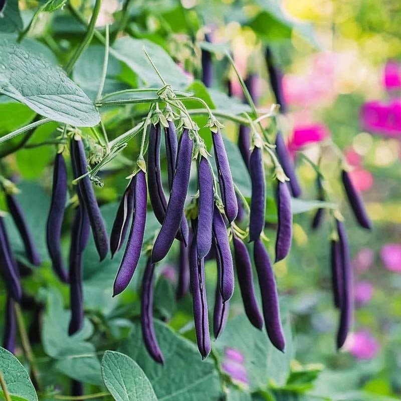 Nasiona fasoli krzewiastej 'Purple Teepee' - 20 nasion ekologicznych