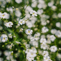Nasiona gipsówki 'Soapwort' - 300 nasion ekologicznych