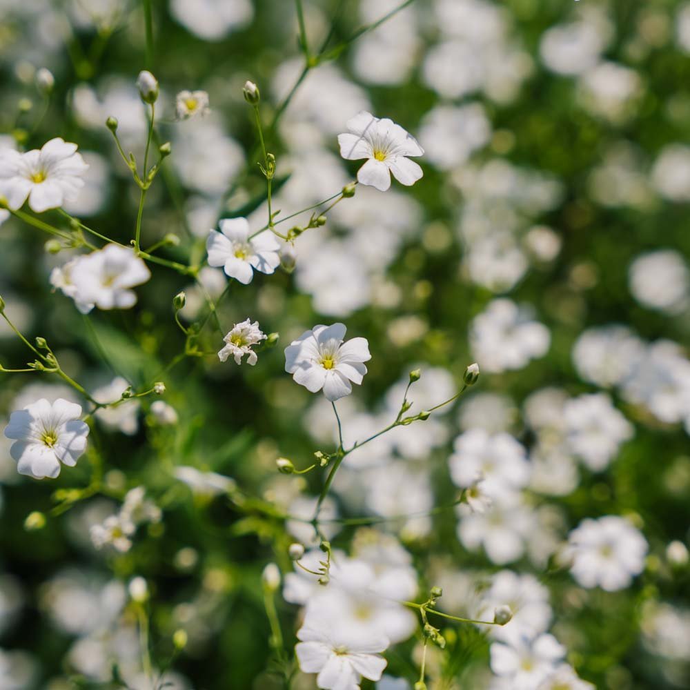 Nasiona gipsówki 'Soapwort' - 300 nasion ekologicznych