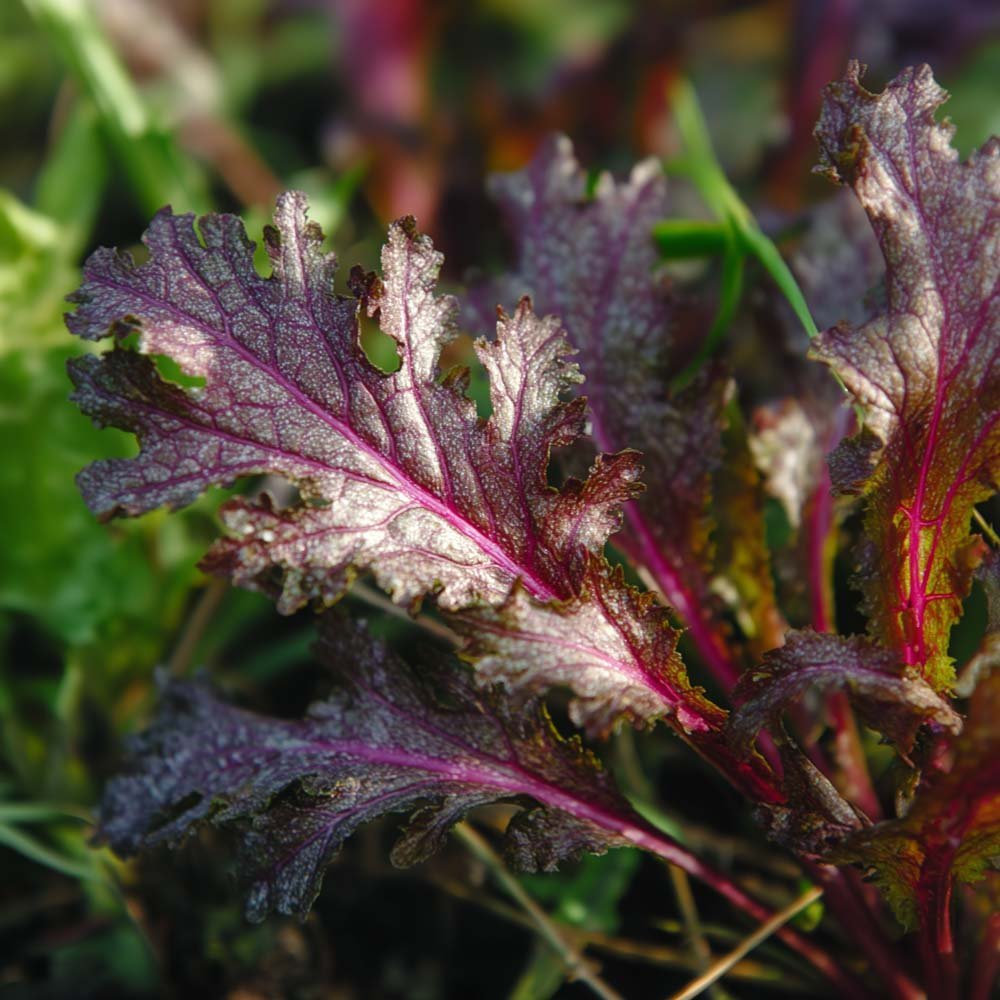 Nasiona gorczycy sarepskiej 'Rouge metis' - 180 nasion ekologicznych