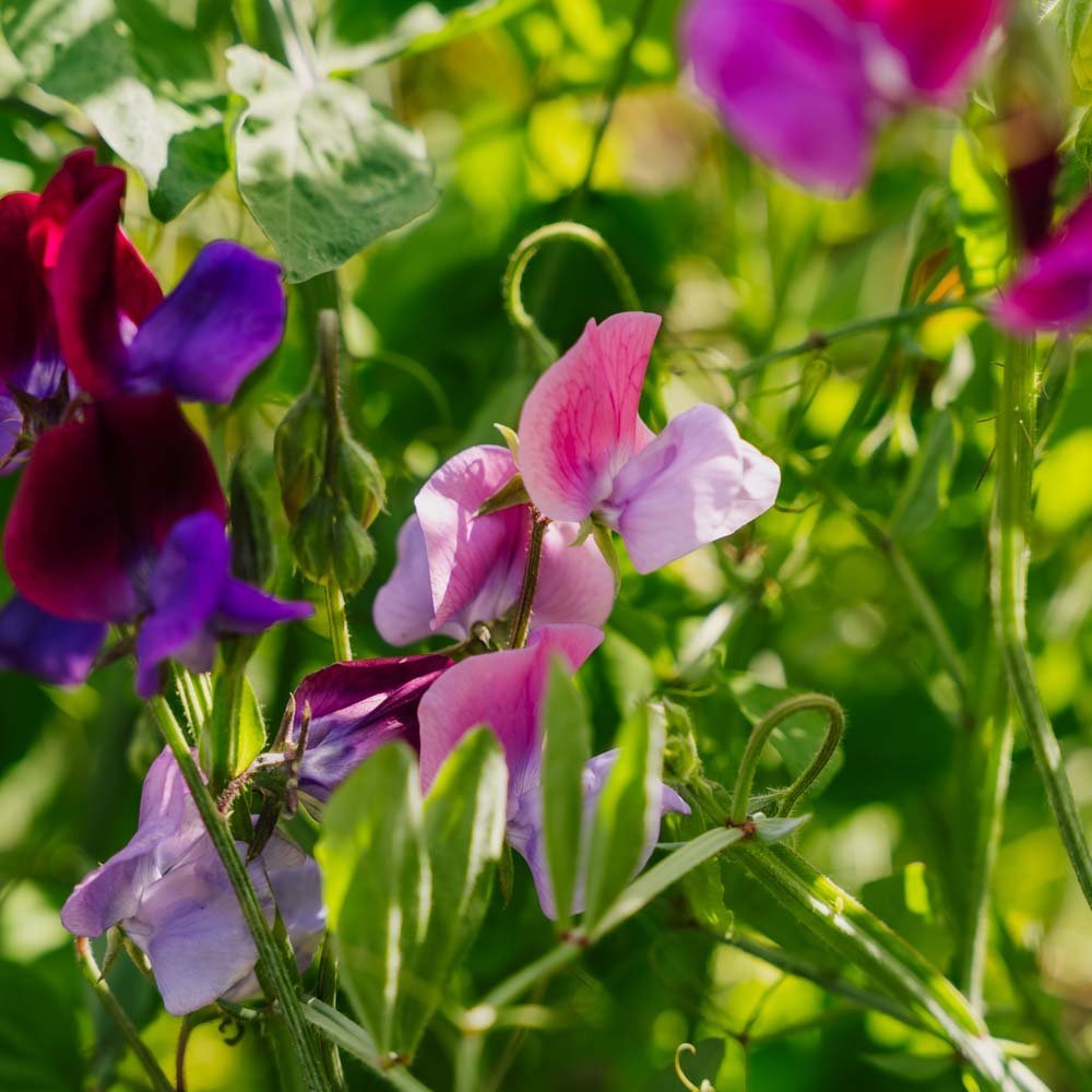 Nasiona groszku pachnącego 'Sweet Pea Mix' - 20 nasion ekologicznych