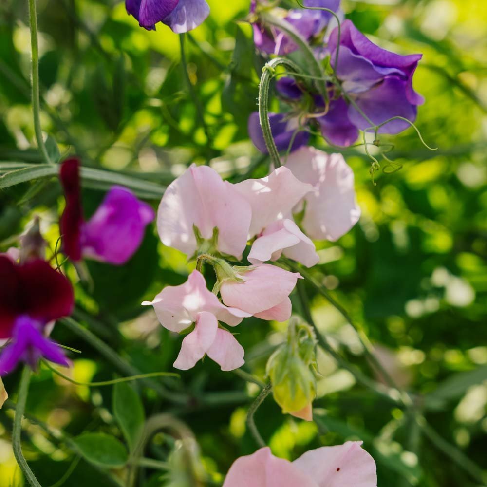 Nasiona groszku pachnącego 'Sweet Pea Mix' - 20 nasion ekologicznych