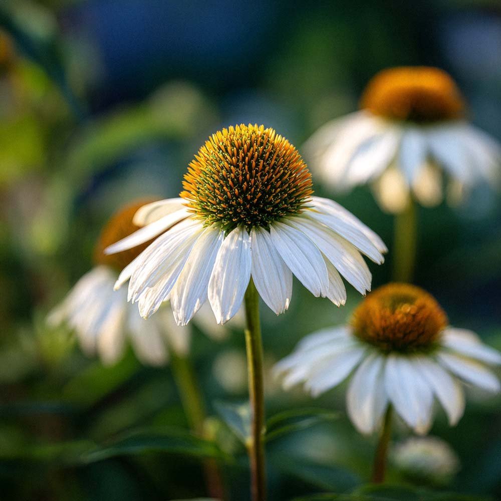 Nasiona jeżówki purpurowej 'White Swan' - 20 nasion ekologicznych