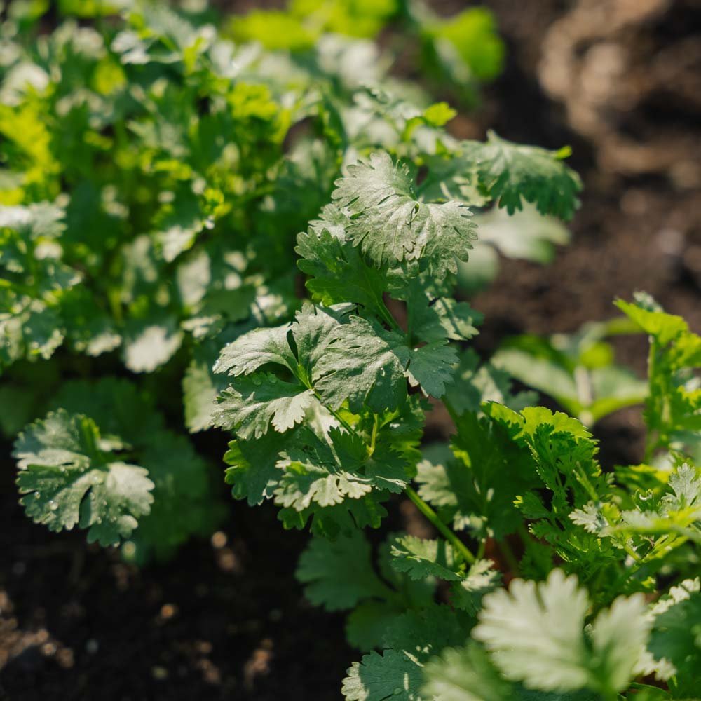 Nasiona kolendry - 100 nasion ekologicznych