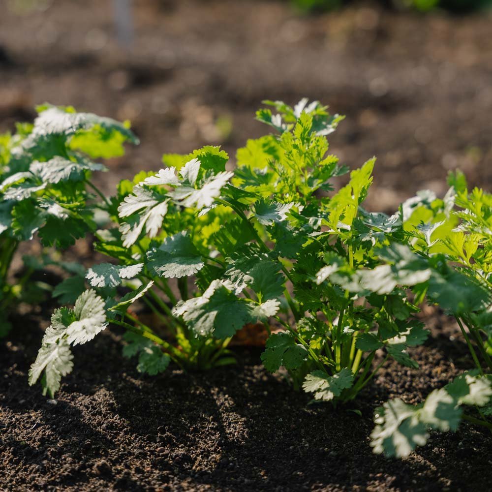 Nasiona kolendry - 100 nasion ekologicznych