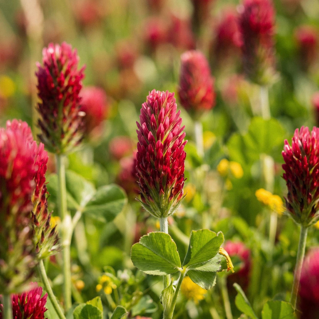 Nasiona koniczyny krwistoczerwonej 'Crimson clover' - 1000 ekologicznych nasion