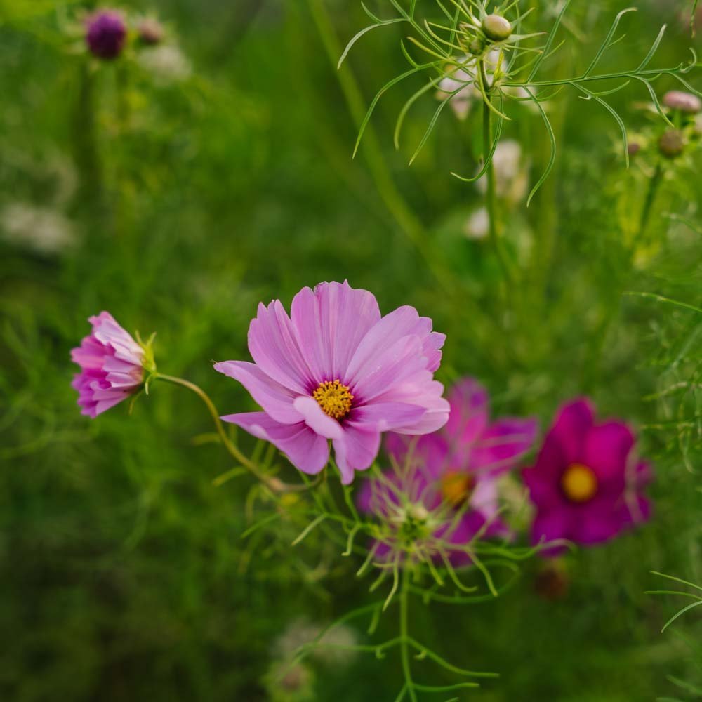 Nasiona kosmosu 'Garden Cosmos' - 80 nasion ekologicznych