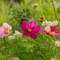 Nasiona kosmosu 'Garden Cosmos' - 80 nasion ekologicznych