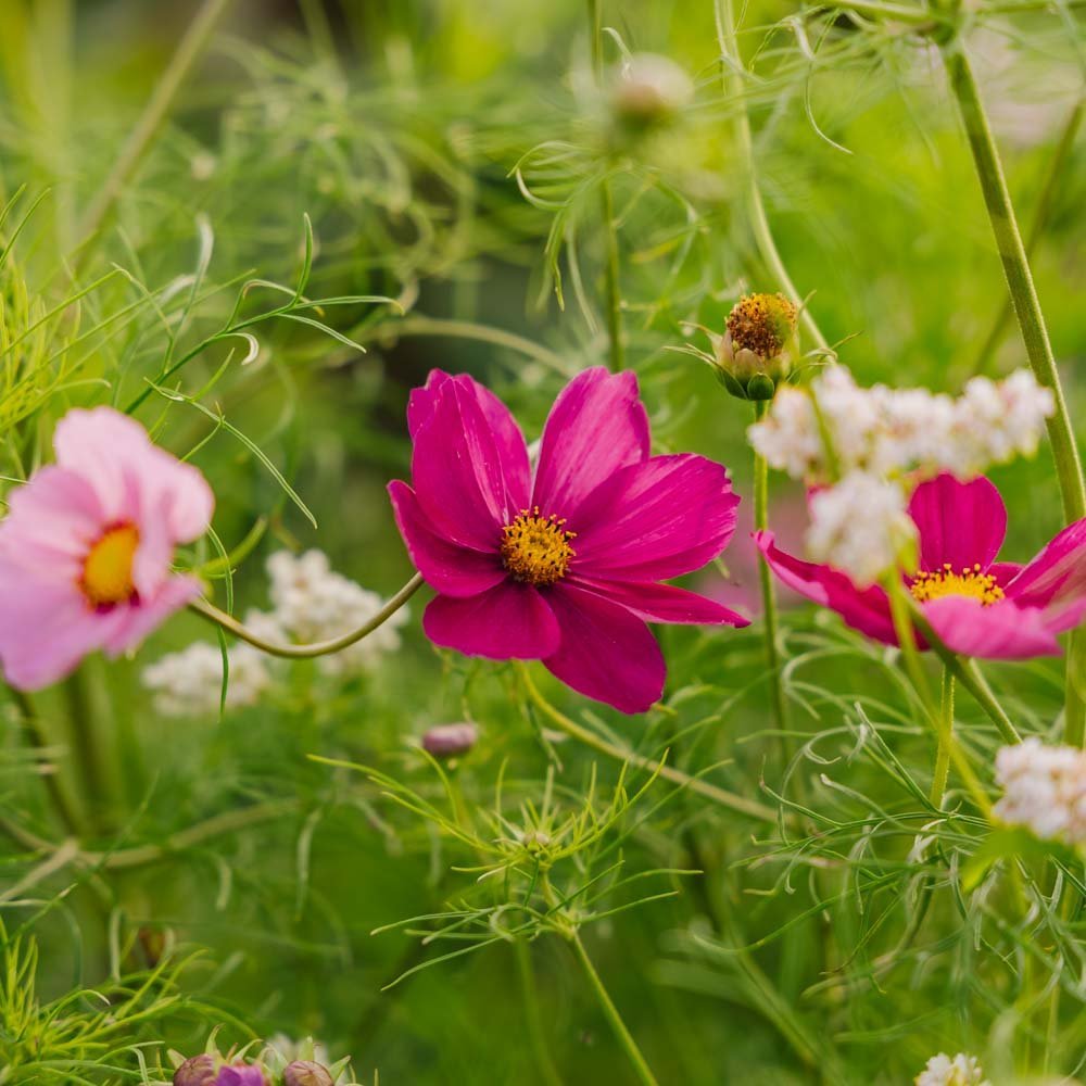 Nasiona kosmosu 'Garden Cosmos' - 80 nasion ekologicznych