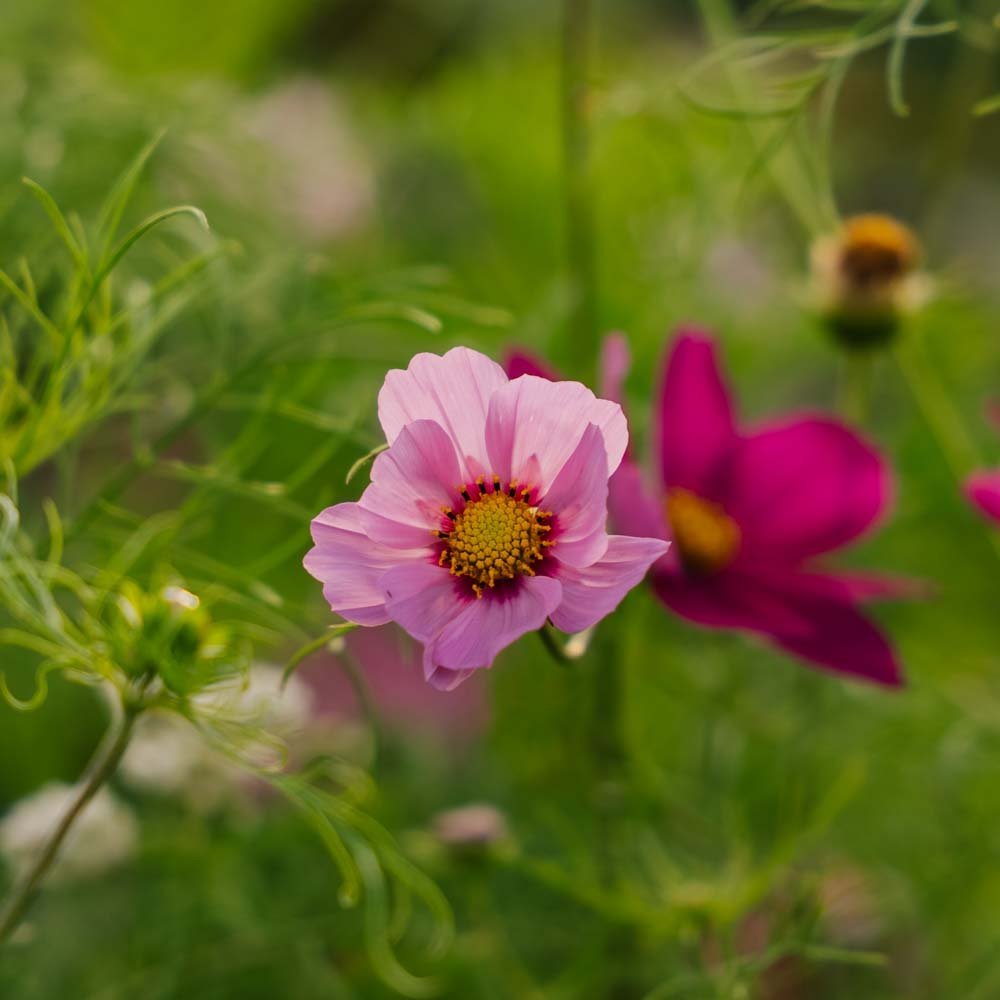 Nasiona kosmosu 'Garden Cosmos' - 80 nasion ekologicznych