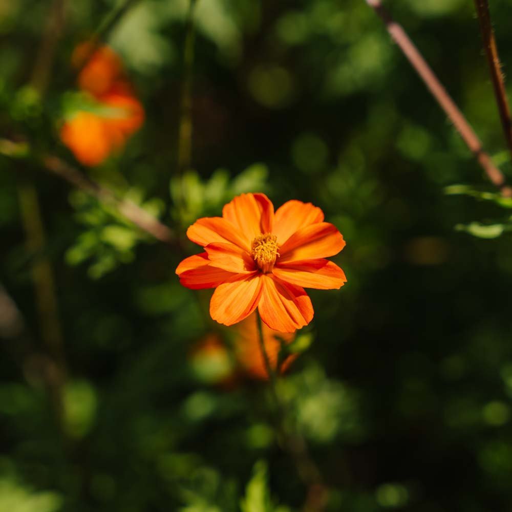 Nasiona kosmosu 'Sulfur Cosmos' - 80 nasion ekologicznych