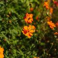 Nasiona kosmosu 'Sulfur Cosmos' - 80 nasion ekologicznych