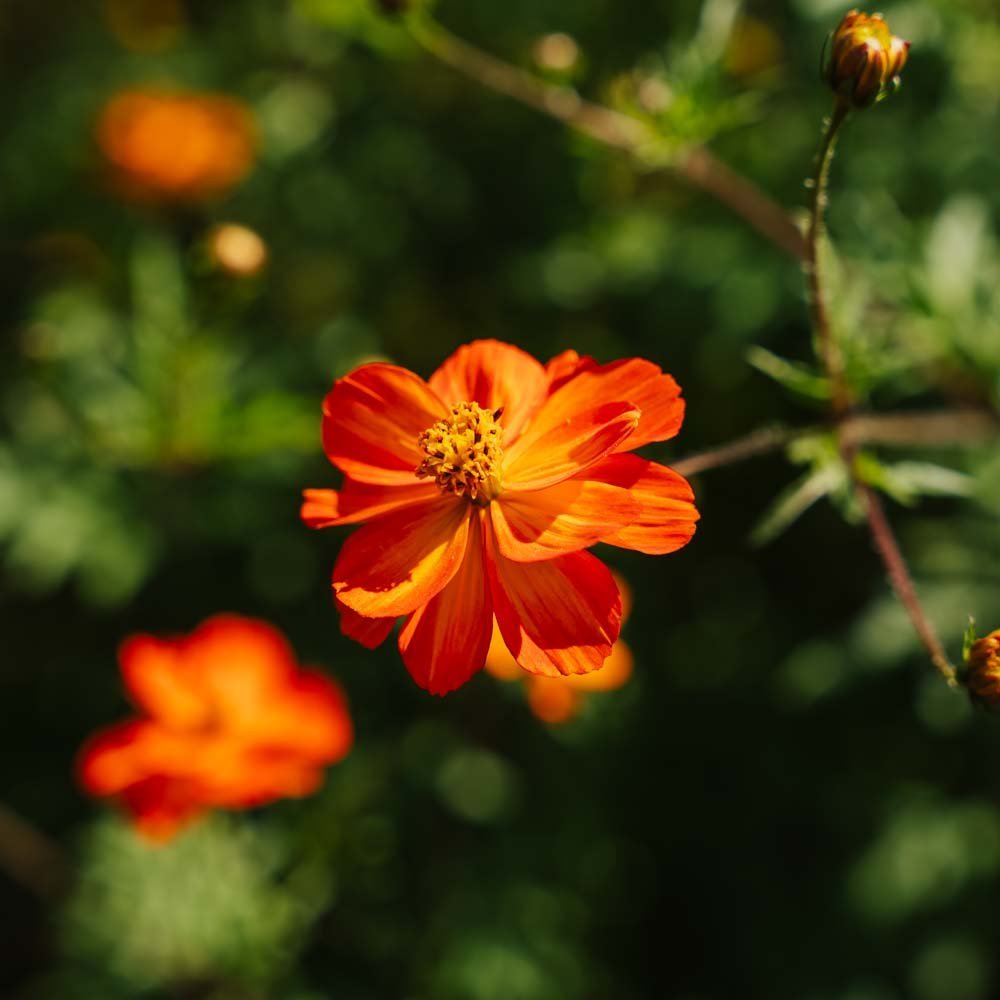 Nasiona kosmosu 'Sulfur Cosmos' - 80 nasion ekologicznych