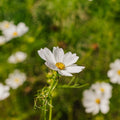Nasiona kosmosu 'White Cosmos' - 80 nasion ekologicznych