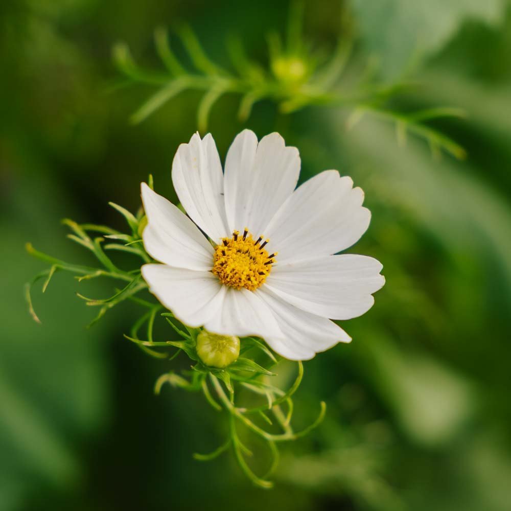 Nasiona kosmosu 'White Cosmos' - 80 nasion ekologicznych