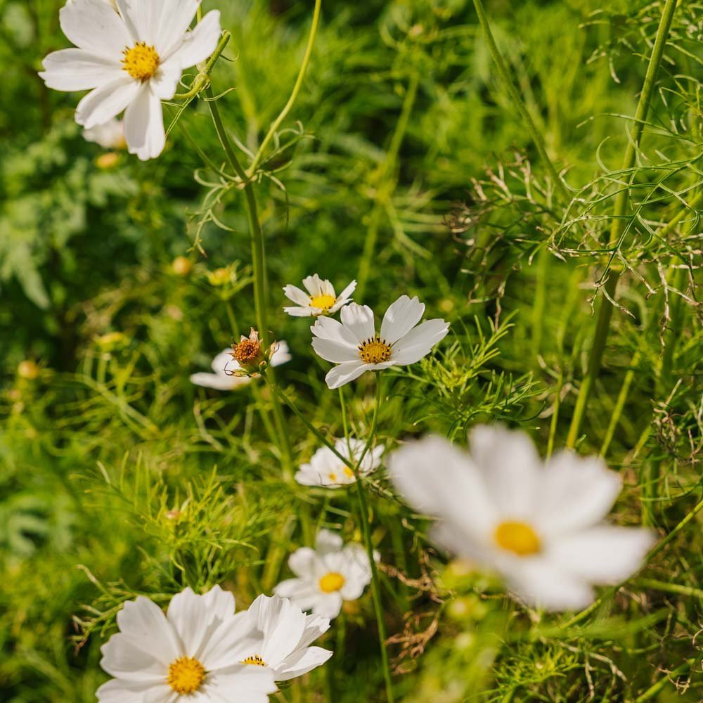 Nasiona kosmosu 'White Cosmos' - 80 nasion ekologicznych