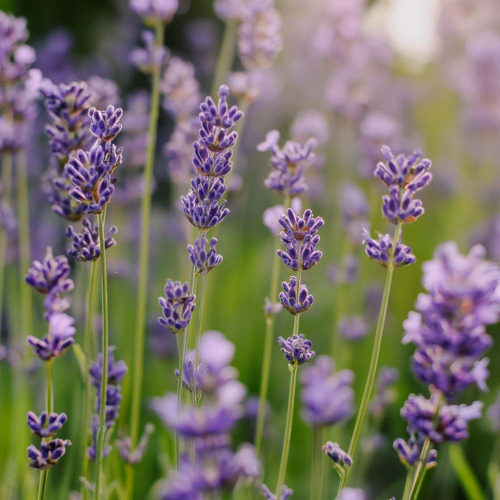 Nasiona lawendy 'Lavender' - 200 nasion ekologicznych
