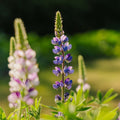 Nasiona łubinu 'Dwarf Lupin' - 50 nasion ekologicznych
