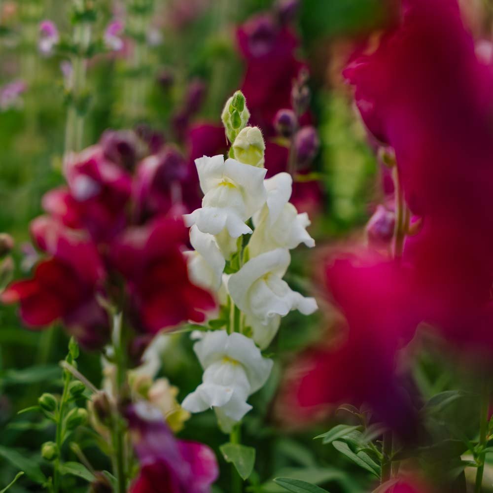 Nasiona lwiej paszczy 'Snapdragon' - 1500 nasion ekologicznych