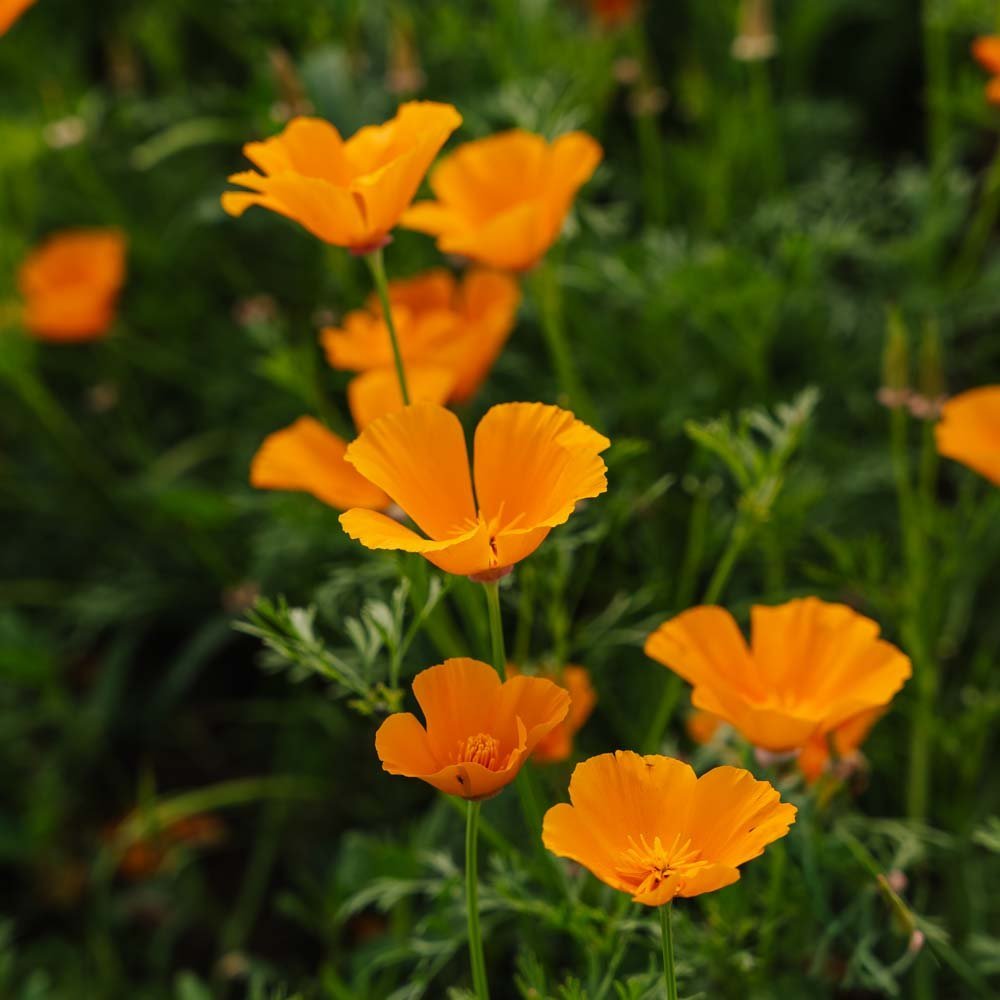 Nasiona maczku kalifornijskiego - 100 nasion ekologicznych