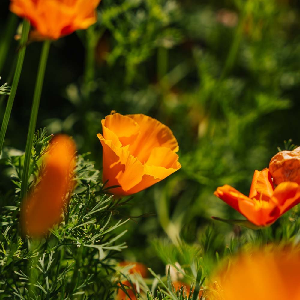 Nasiona maczku kalifornijskiego - 100 nasion ekologicznych