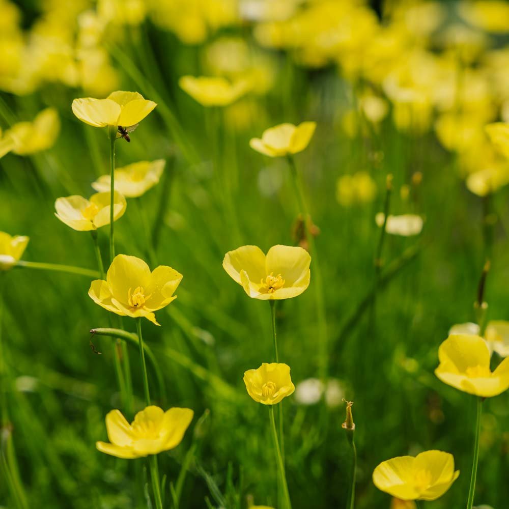 Nasiona maku 'Foothill' - 100 nasion ekologicznych