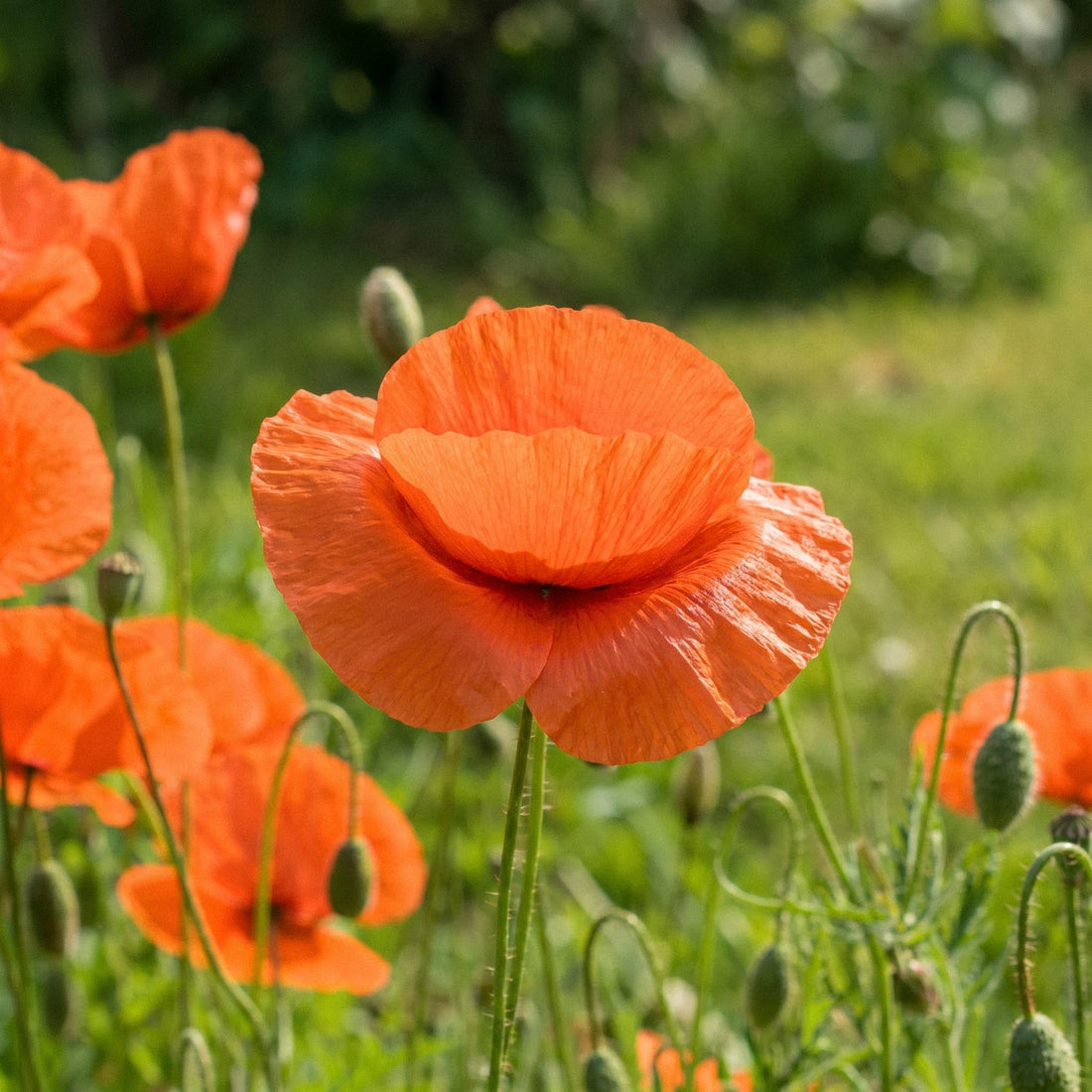 Nasiona maku polnego 'Common poppy' - 700 ekologicznych nasion