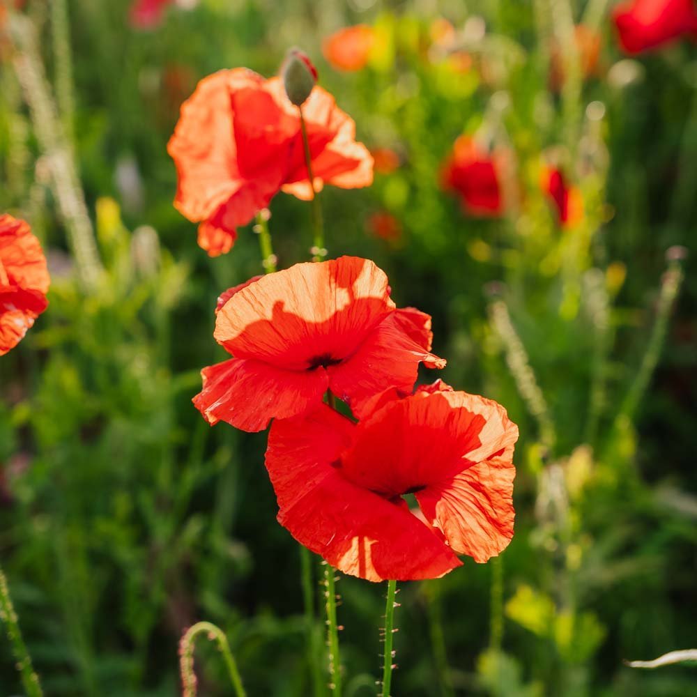Nasiona maku polnego 'Poppy Mix' - 700 nasion ekologicznych