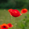Nasiona maku polnego 'Poppy Mix' - 700 nasion ekologicznych
