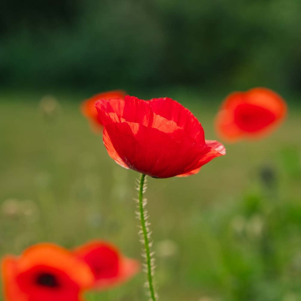 Nasiona maku polnego 'Poppy Mix' - 700 nasion ekologicznych