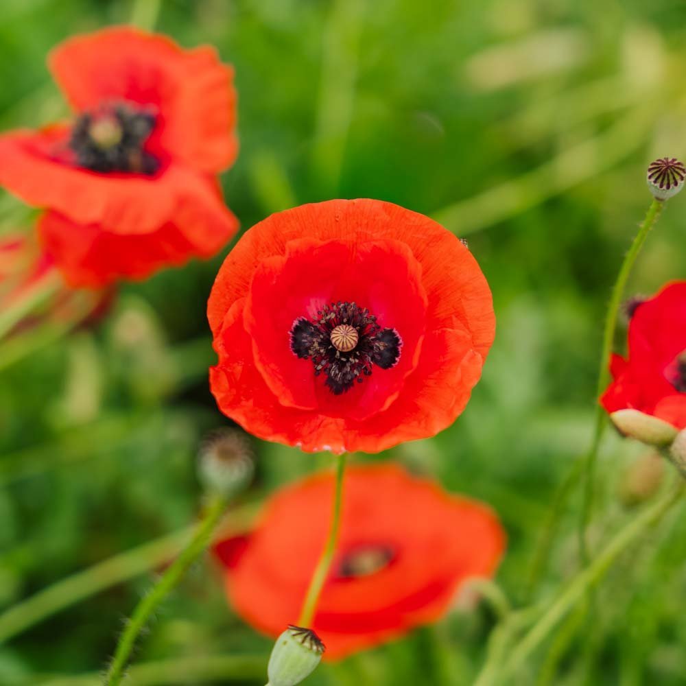 Nasiona maku polnego 'Poppy Mix' - 700 nasion ekologicznych