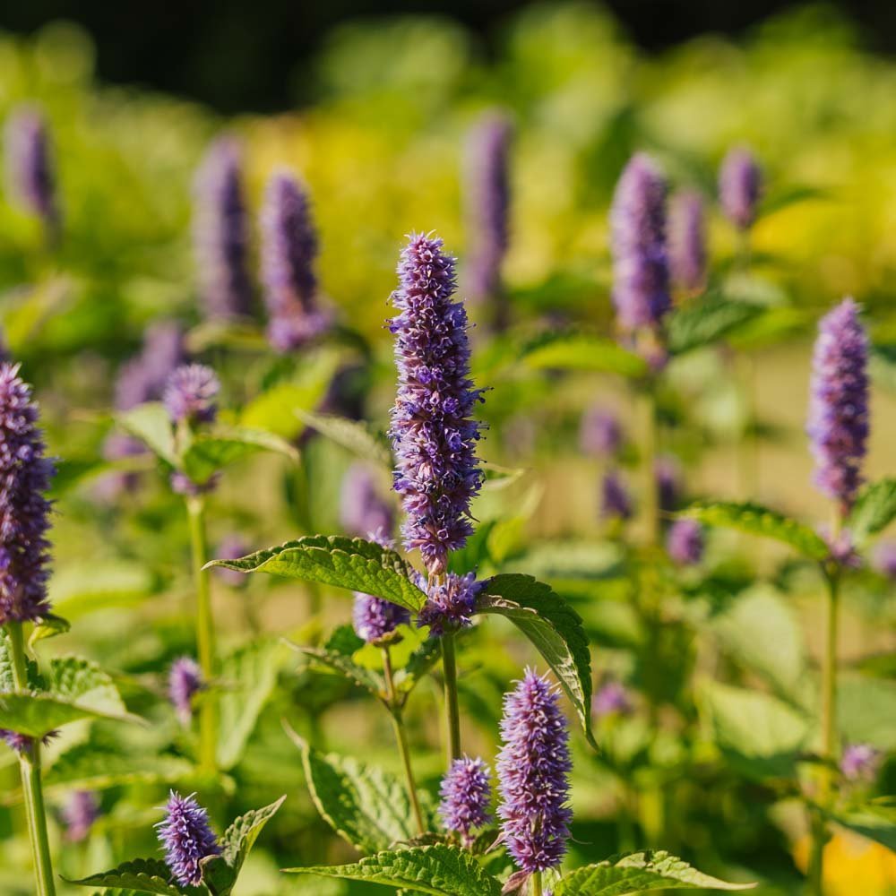 Nasiona mięty indyjskiej - 150 nasion ekologicznych