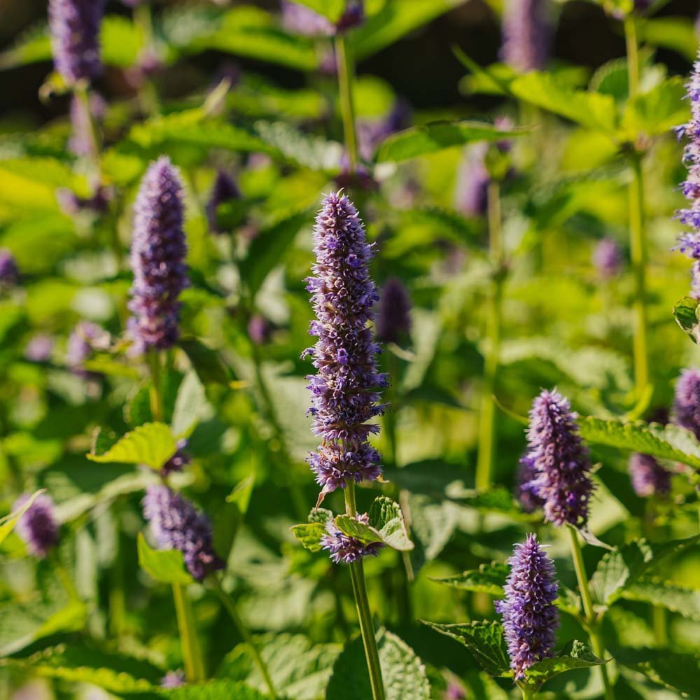 Nasiona mięty indyjskiej - 150 nasion ekologicznych