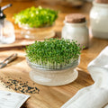 Nasiona mikroliści 'Biały pak choi' - 6500 nasion ekologicznych