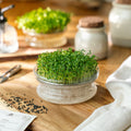Nasiona mikroliści 'Zielony pak choi' - 6000 nasion ekologicznych