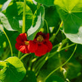 Nasiona nasturcji 'Garden Nasturtium, non trailing' - 8 nasion ekologicznych