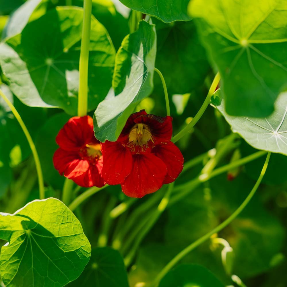 Nasiona nasturcji 'Garden Nasturtium, non trailing' - 8 nasion ekologicznych
