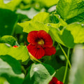 Nasiona nasturcji 'Garden Nasturtium, non trailing' - 8 nasion ekologicznych