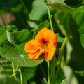 Nasiona nasturcji 'Garden Nasturtium, non trailing' - 8 nasion ekologicznych