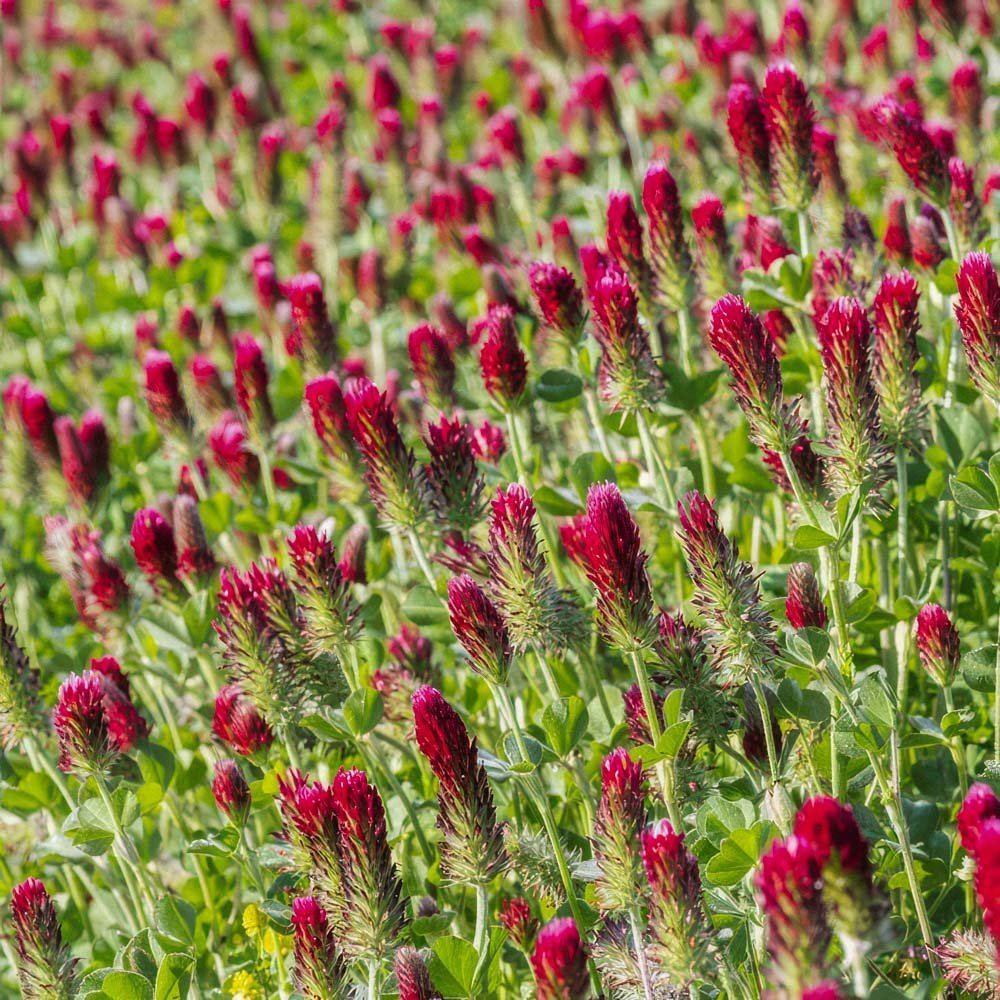 Nasiona nawozu zielonego 'Crimson Clover' (20 m²)