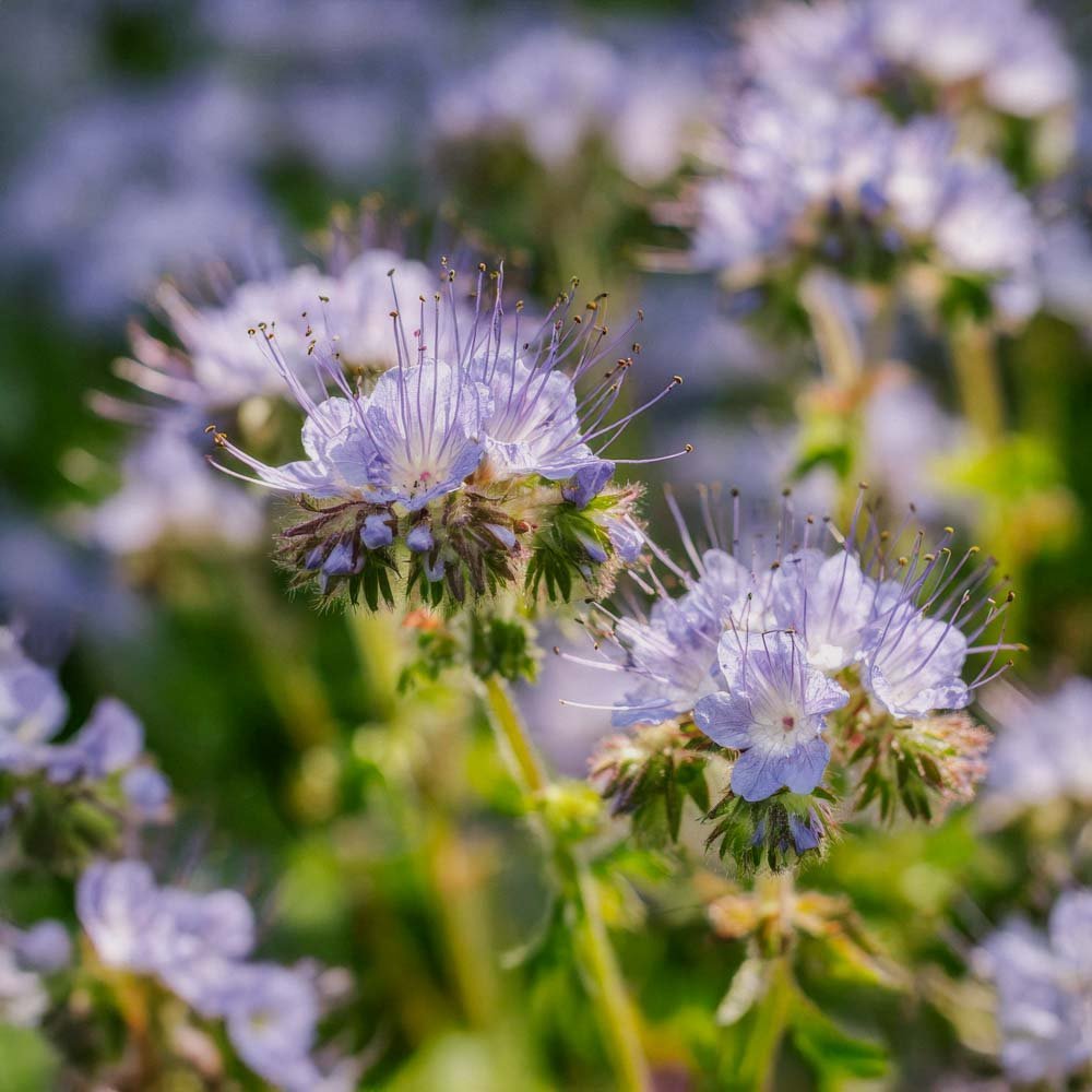 Nasiona nawozu zielonego 'Phacelia' (20 m²)
