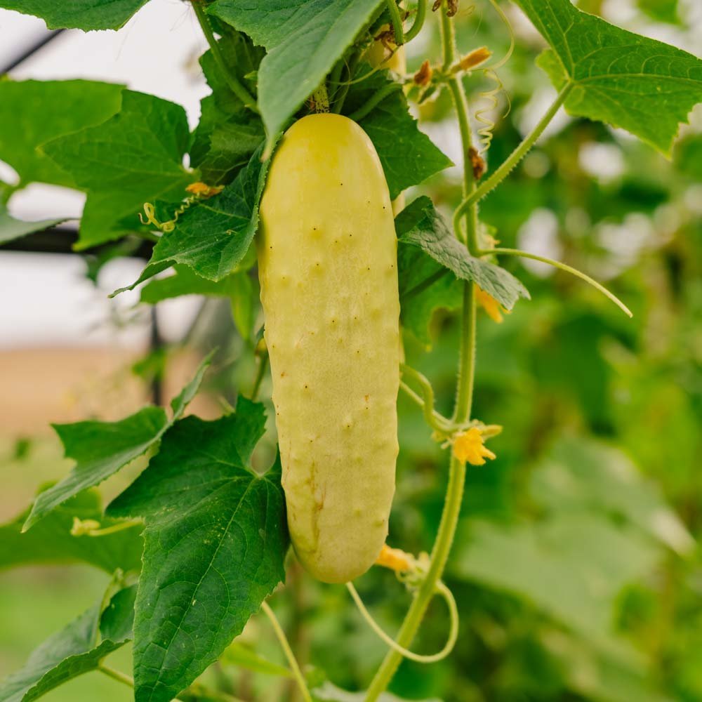 Nasiona ogórka 'Gele Tros' - 10 ekologicznych nasion