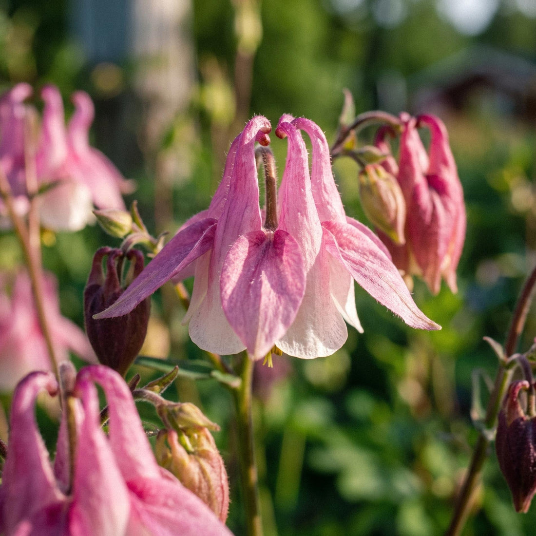 Nasiona orlików 'Columbine' - 100 ekologicznych nasion