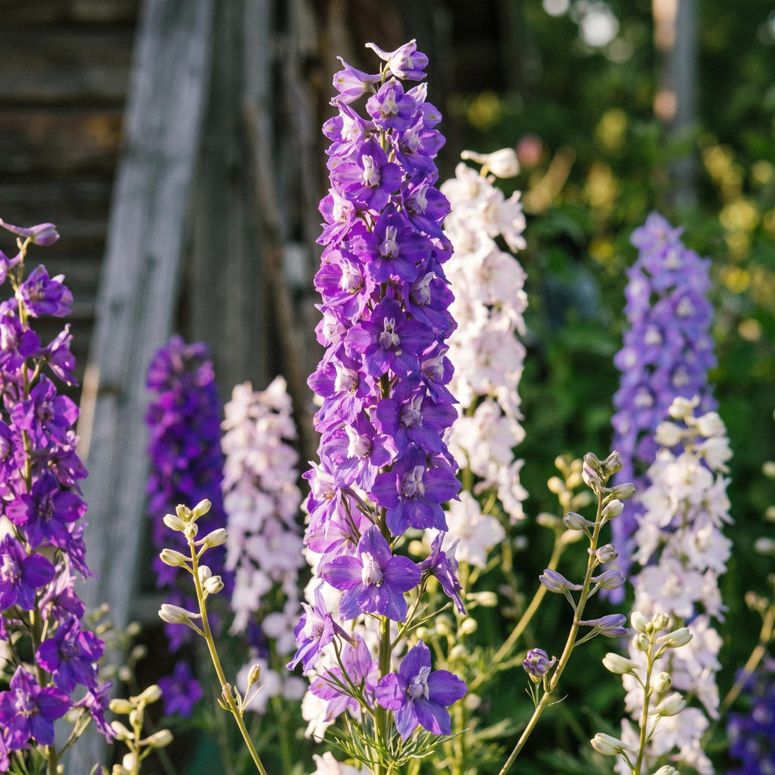 Nasiona ostróżki 'Larkspur' - 90 ekologicznych nasion